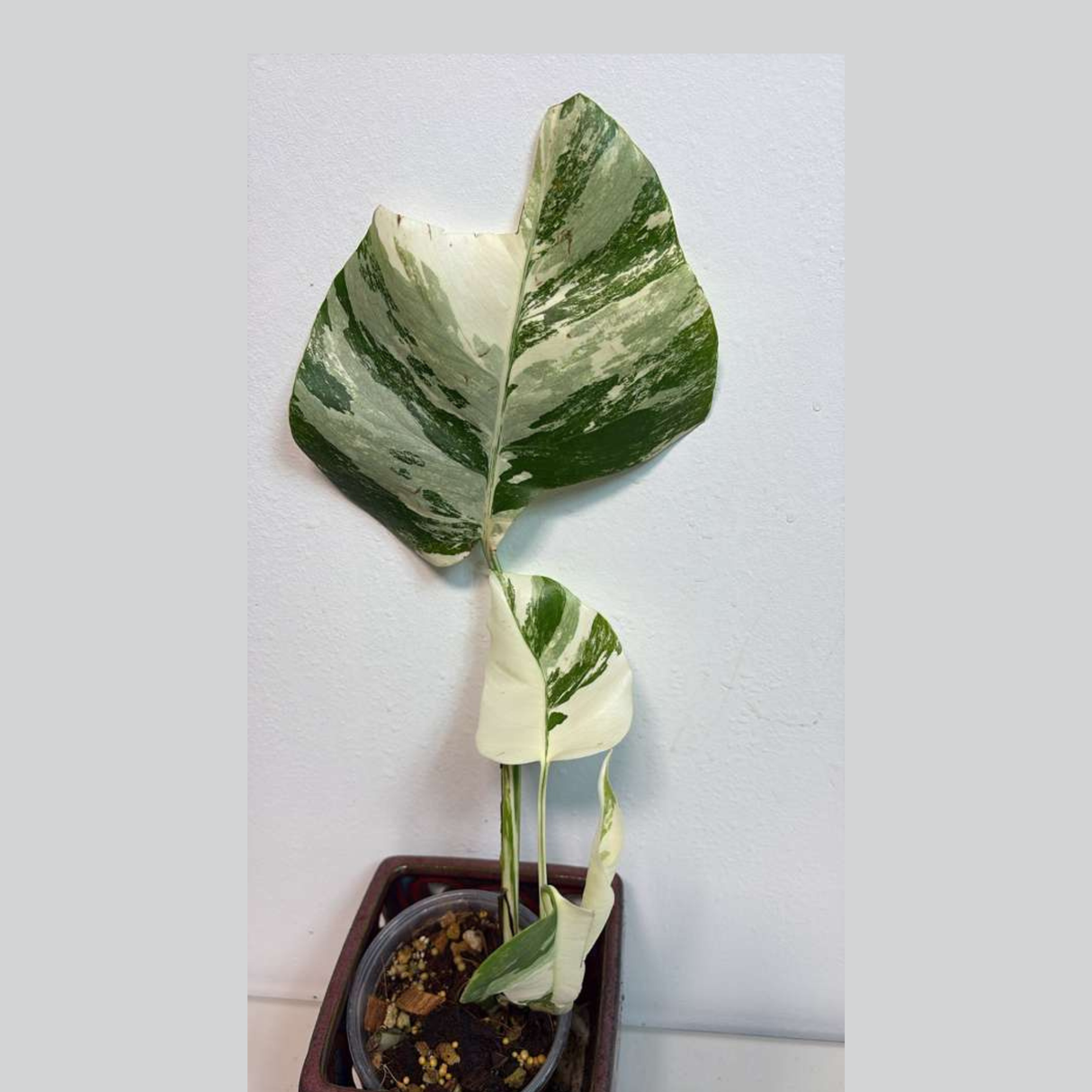 Variegated Monstera Albo EXACT Plant - Rare White Albo Baby Leaf Plant - US Seller