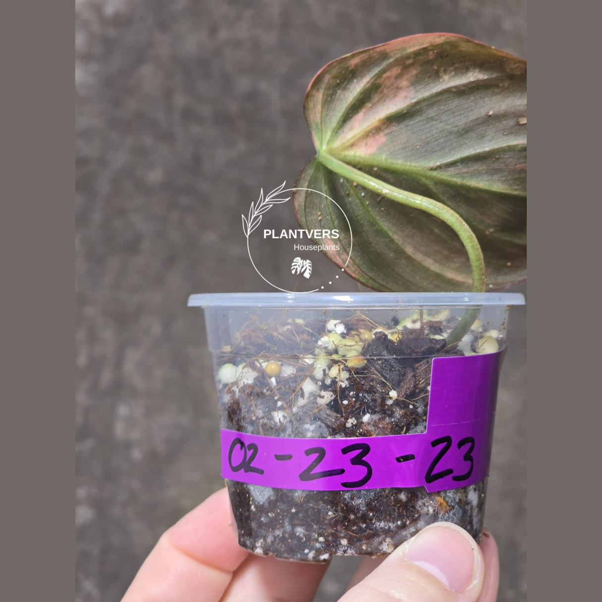 Variegated Philodendron Mican Aurea in a Nursery Pot - Rare Collector Plant - EXACT Plant - US SELLER