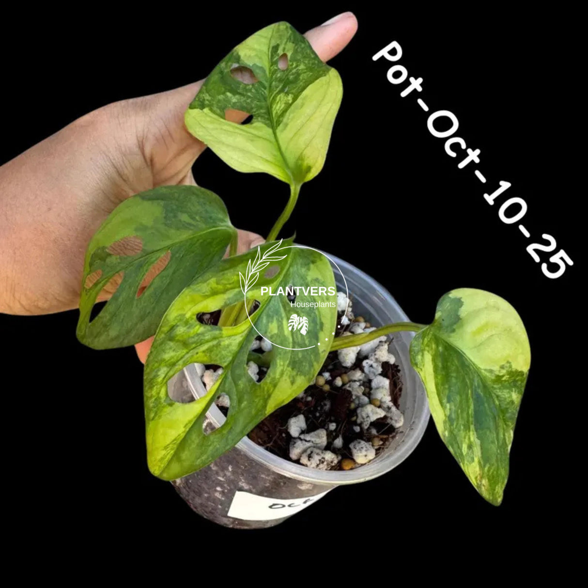 Variegated Monstera Adansonii Albo Plant Live - Rare Swiss Cheese EXACT Same Plant - Half-Moon Leaf - US Seller