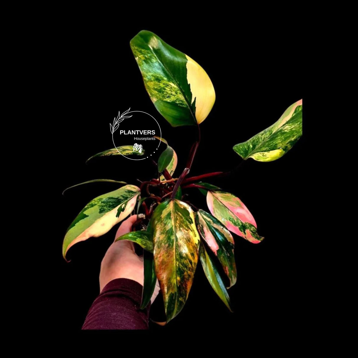 pink indoor plant
Strawberry Shake
Gift Houseplant