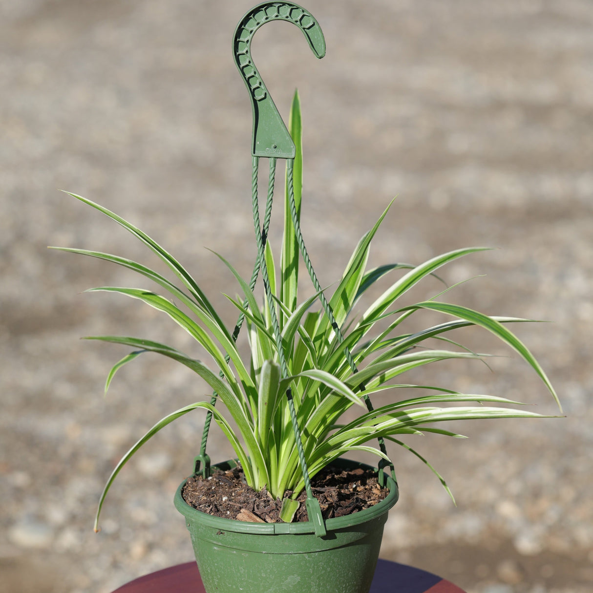 Variegated Spider Chlorophytum Bonnie in 5" Hanging Basket