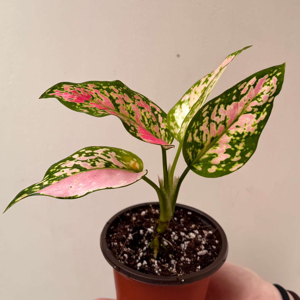 Aglaonema Lady Valentine in 2" Pot - Rare Pink Indoor Plant - Chinese Evergreen Live Plant - Easy Care Houseplant - Home & Office Gift