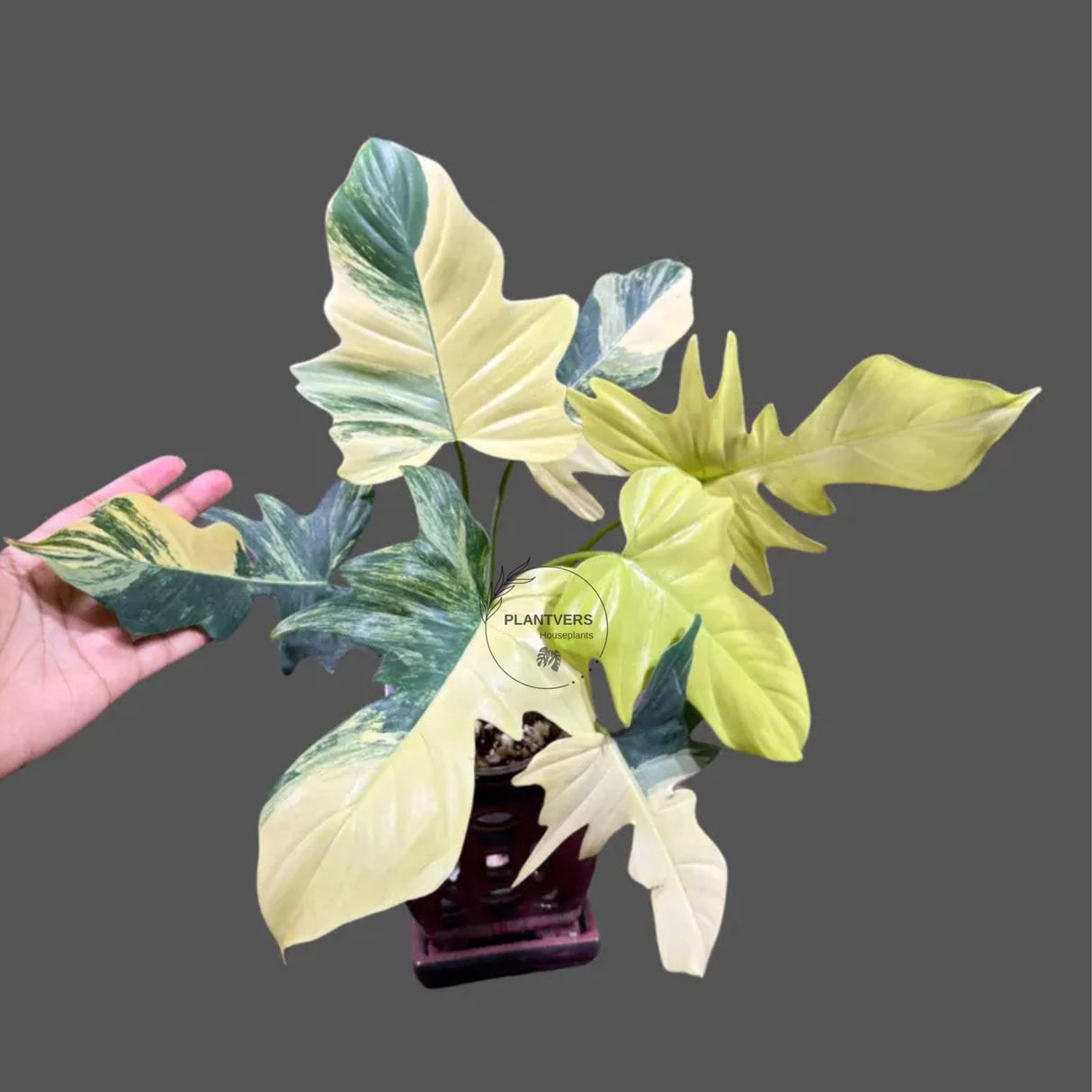 Variegated Philodendron Florida Beauty x Mayoi Exact Plant - Super RARE Live Plants - Stunning Hybrid Aroid with Marbled Foliage - US Seller