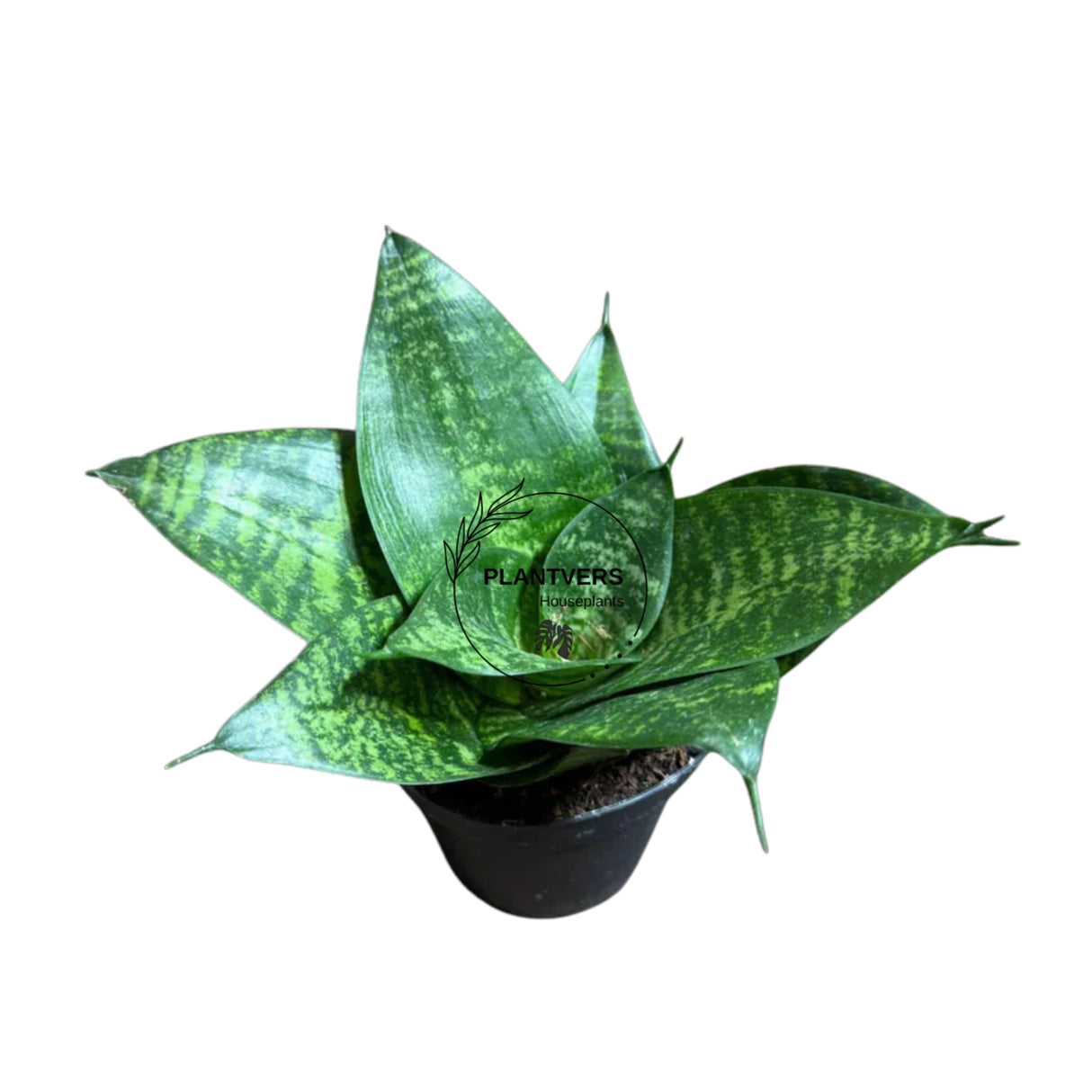 4" Sansevieria Forest Star (Wholesale Indoor Plant Case of 10 Pots)