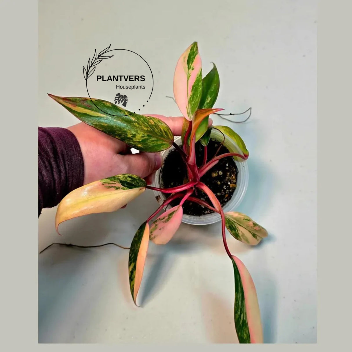 Strawberry Shake
very rare plants
pink indoor plant
Gift Houseplant