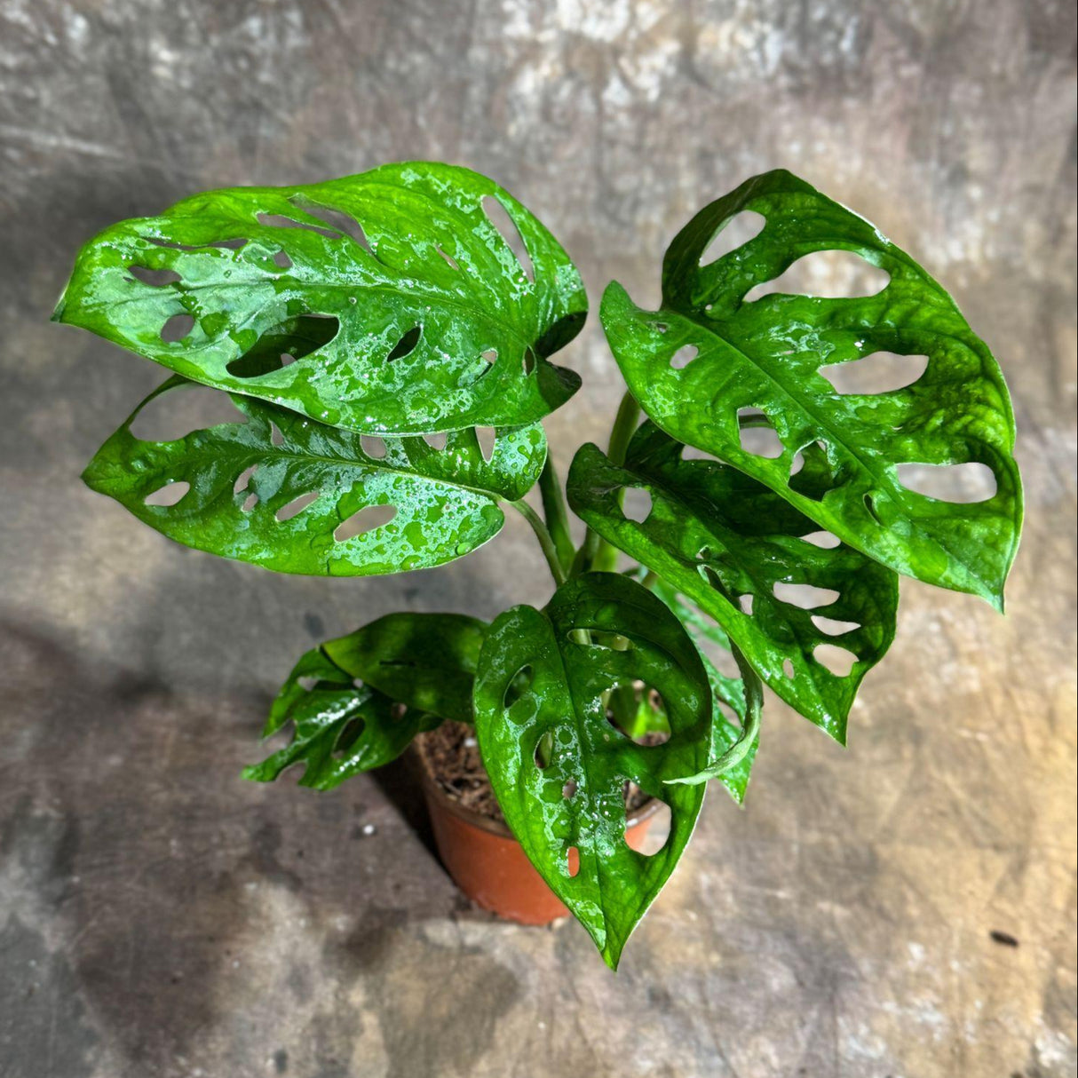 Monstera Adansonii Swiss Cheese Plant in a 4" Nursery Pot – Live Indoor Monstera Houseplant – Swiss Cheese Vine