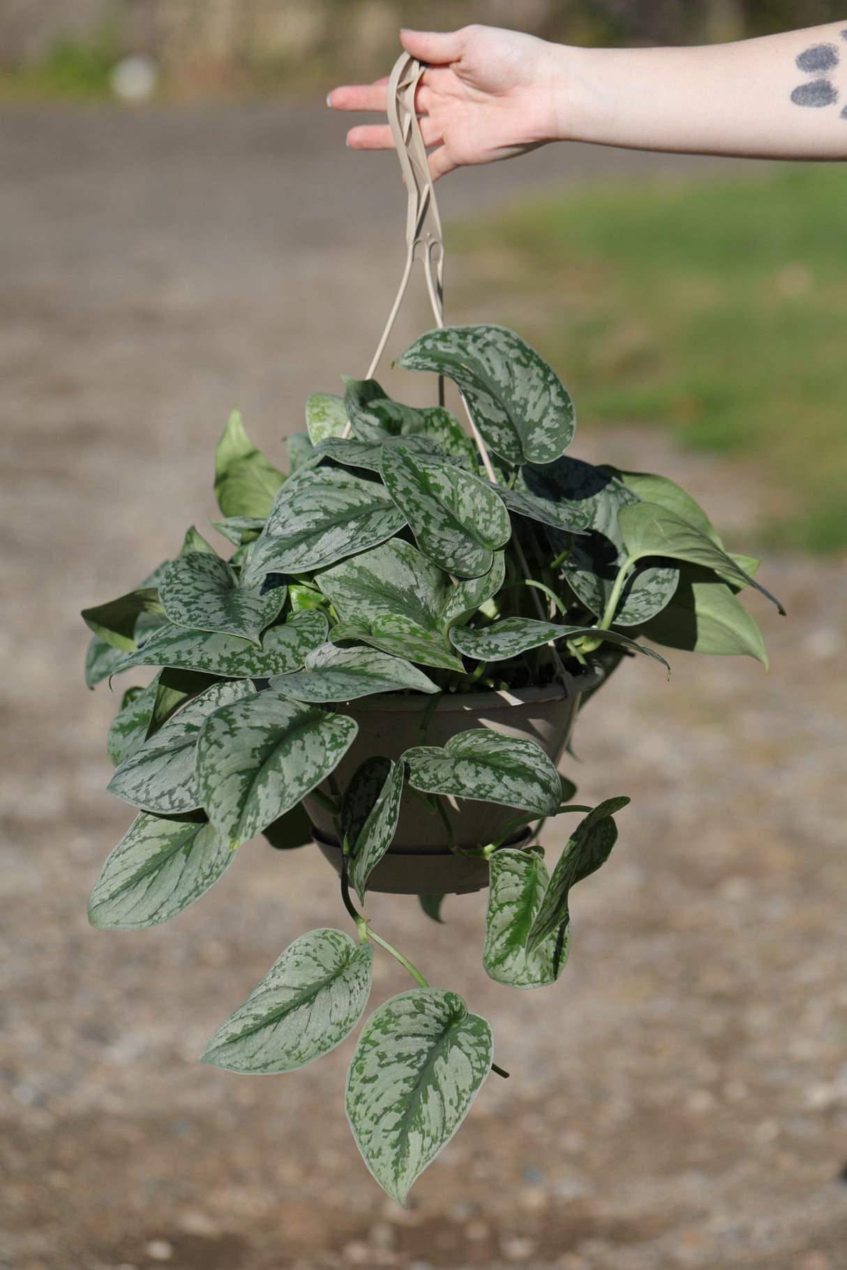 Scindapsus Silver Exotica Plant in a 8" Nursery - Scindapsus Pictus
