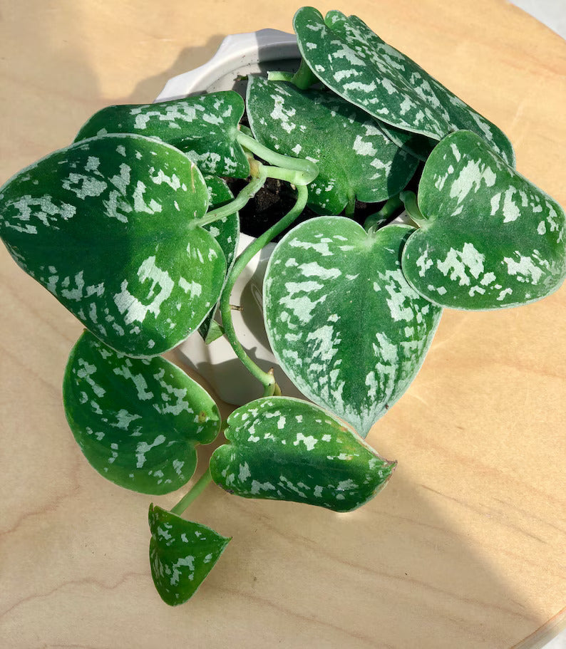 Silver Pothos Cuttings - RARE Silver Satin or Silvery Anne