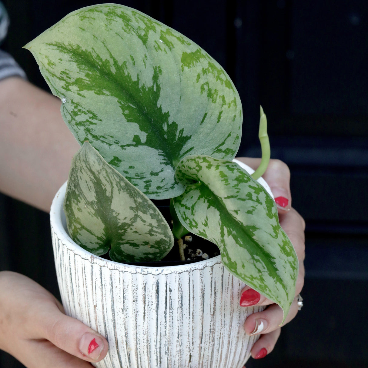 Scindapsus Silver Exotica Plant in 1.5" Nursery Pot