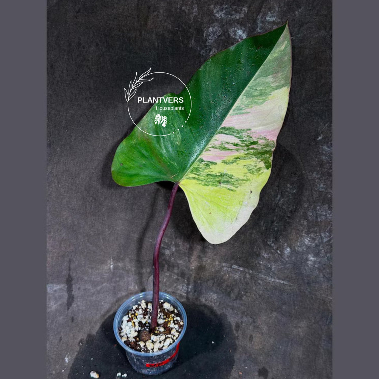 Strawberry Shake
Variegated Plant
Rooted Plant