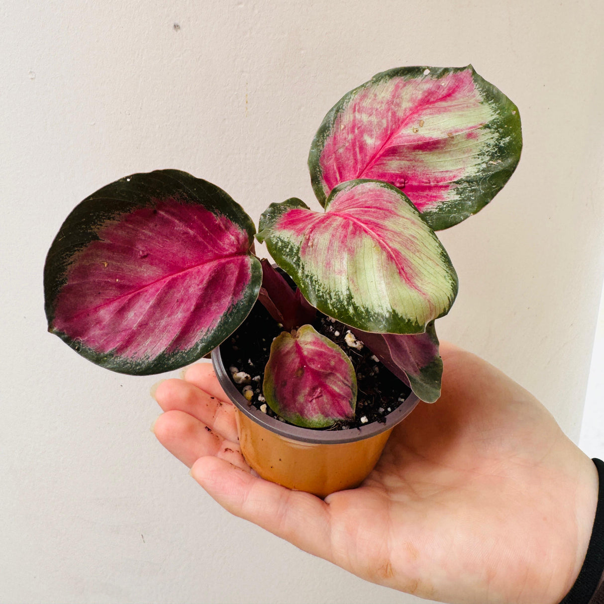 Calathea Roseopicta Rosy in 2" Grow Pot – Live Calathea ‘Peacock’ – Air Purifying Houseplant – Easy Care & Low Maintenance Indoor Plant – Decorative Foliage Plant