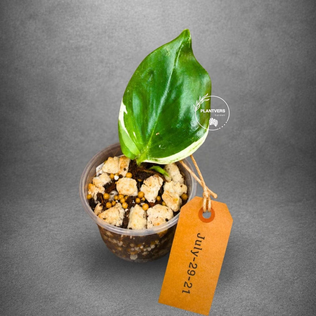 Scindapsus Moonlight Treubii Albo Variegated - Exotic Tropical Indoor Plant - EXACT Plant - US Seller