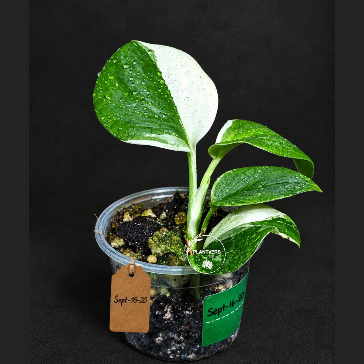 Scindapsus Moonlight Treubii Albo Variegated - Exotic Tropical Indoor Plant - EXACT Plant - US Seller
