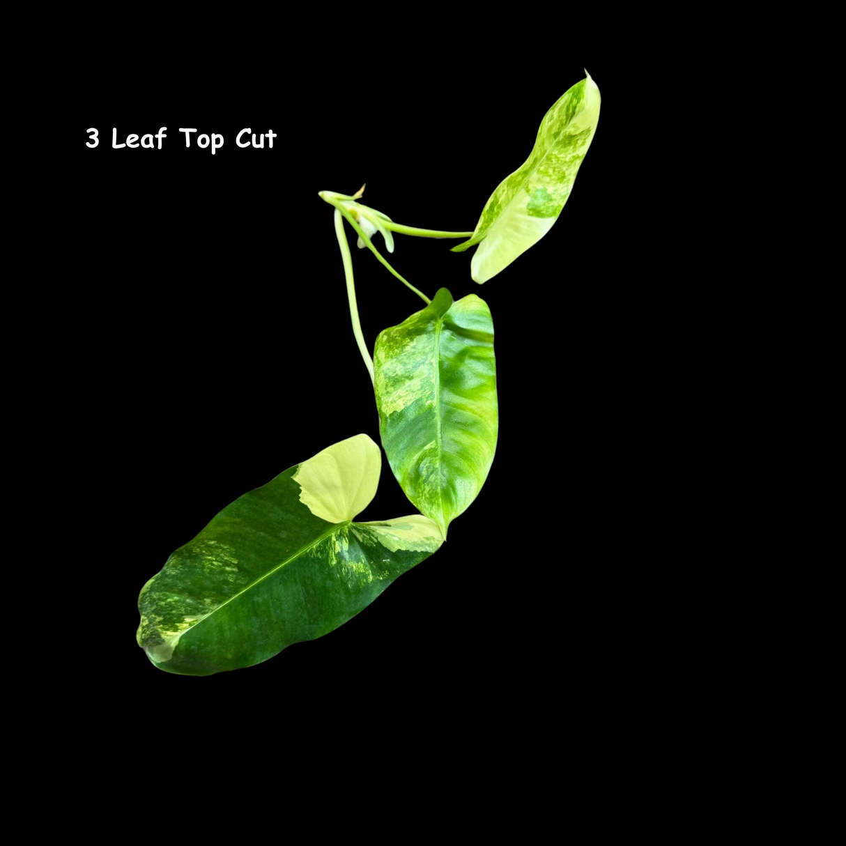 Variegated Burle Marx Philodendron Cuttings- Indoor & Outdoor Live Tropical House plant - US Seller