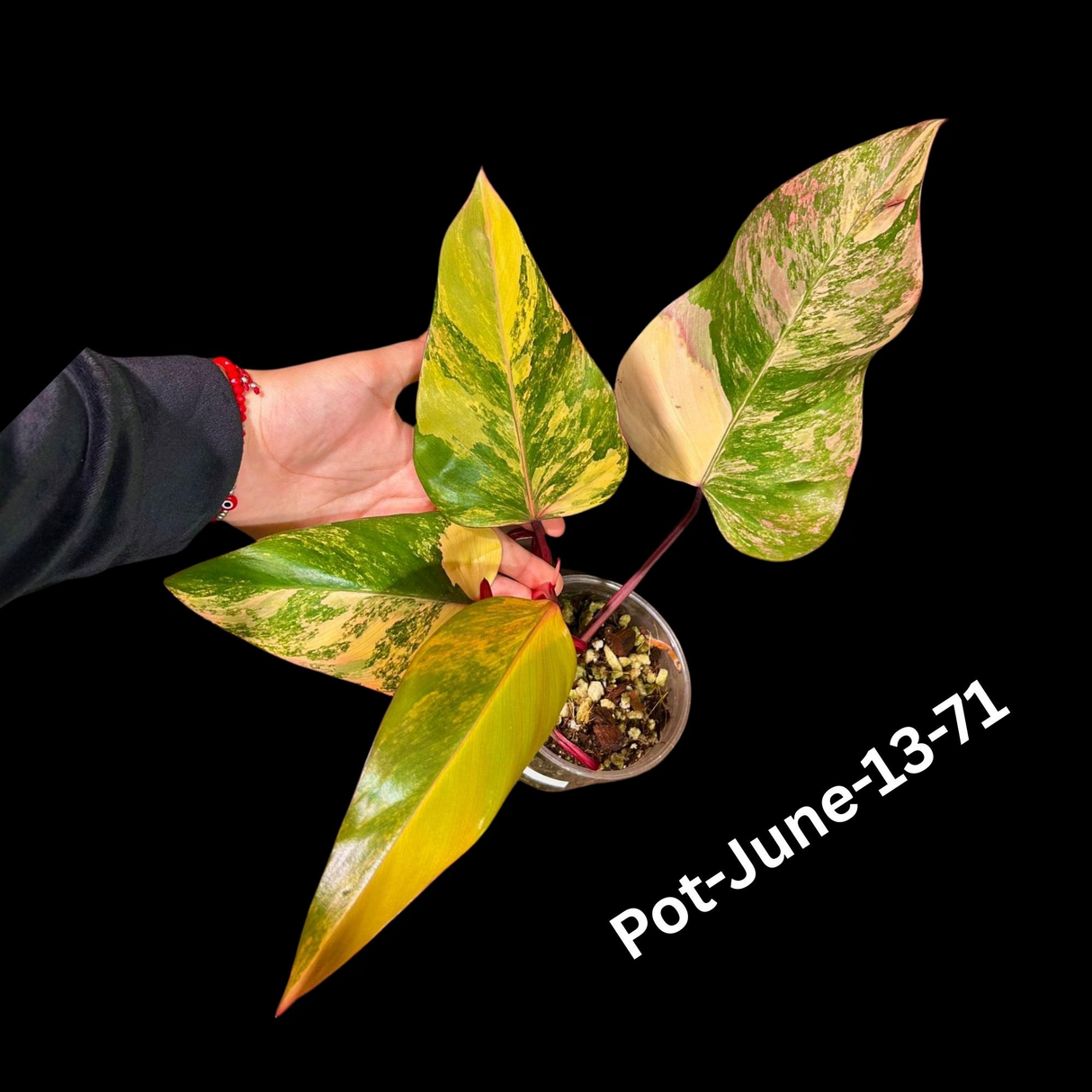 Variegated Philodendron Strawberry Shake Plant Live EXACT - Extremely Rare Strawberry Plant For Collectors - Mother's Day Gift - US Seller