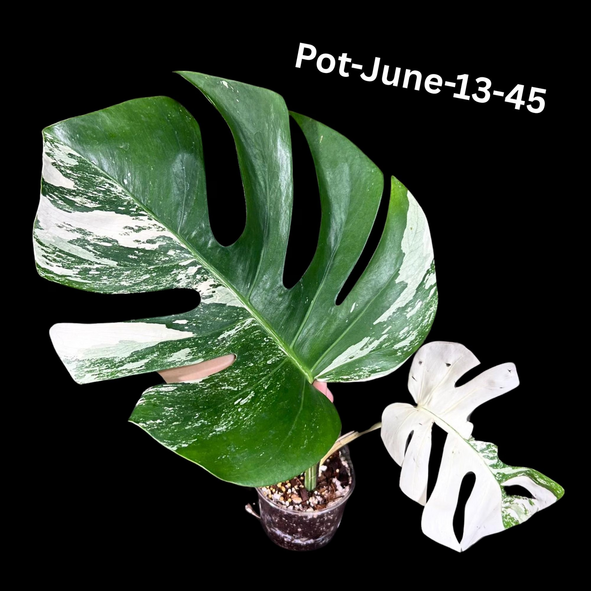 Monstera Albo - Rare Variegated Monstera Borsigiana Albo - Rare Collector Plant - White Monstera Albo Cuts - EXACT Cut or Plant - USA seller