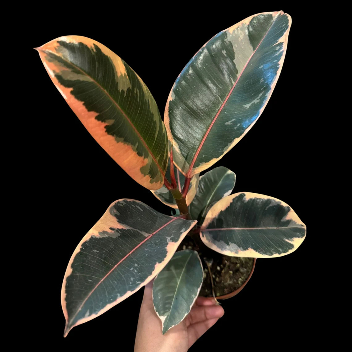 Variegated Ficus Elastica Tineke Rubber Plant - Mature Rubber Tree - Variegated Tropical Easy Care Plant - Gift Houseplant