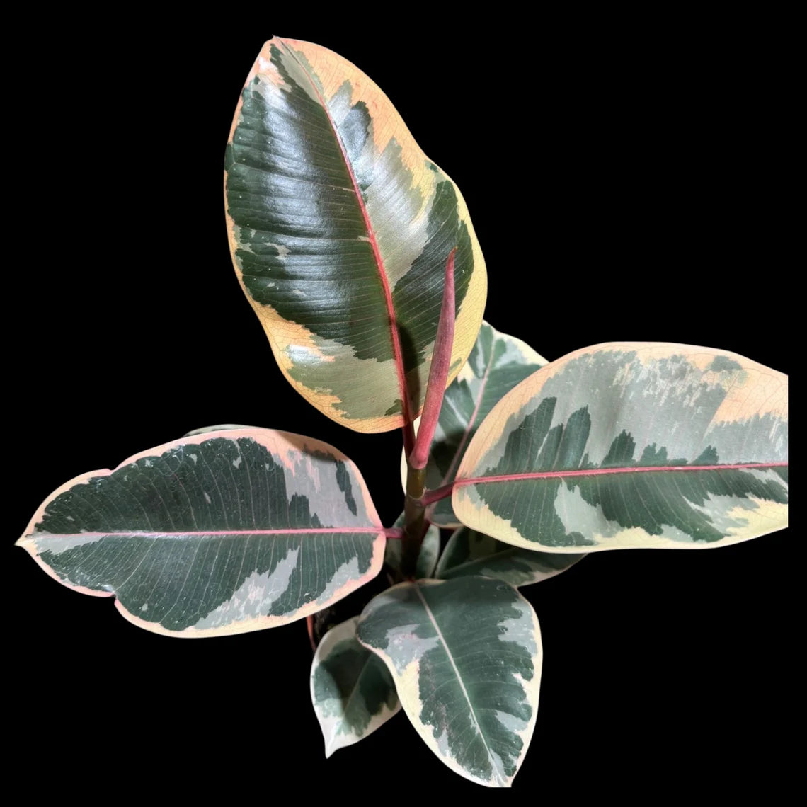 Variegated Ficus Elastica Tineke Rubber Plant - Mature Rubber Tree - Variegated Tropical Easy Care Plant - Gift Houseplant