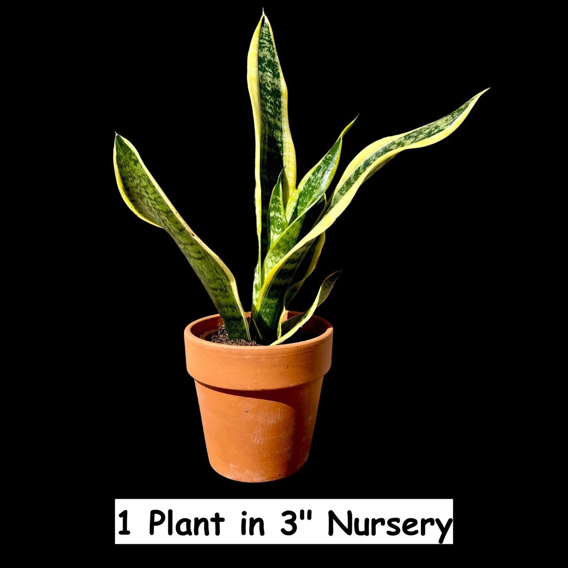 Snake Plant | Mother-In-Law's-Tongue Plant | Sansevieria Zeylanica Live plant | Sansevieria Laurentii | Plants for Pets | Air Purifier Plant