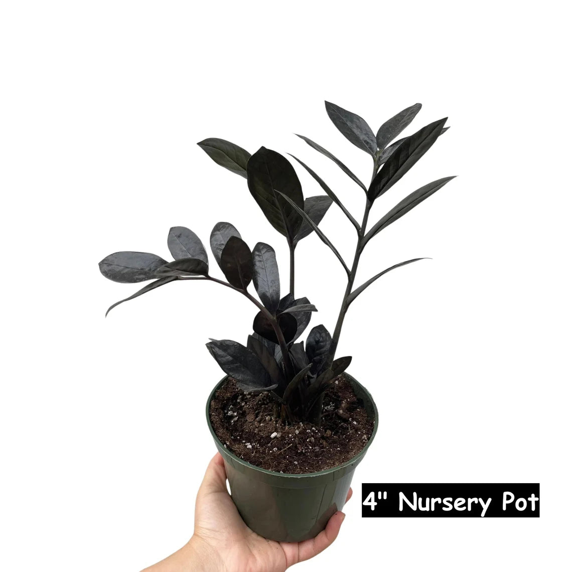 Raven ZZ plant | Indoor Live Zamioculcas Zamiifolia Raven Plant | Rare Indoor Plant | Zansibar gem | Black ZZ Plant