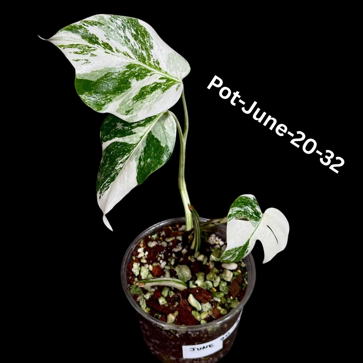 Monstera Albo - Rare Variegated Monstera Borsigiana Albo - Rare Collector Plant - White Monstera Albo Cuts - EXACT Cut or Plant - USA seller