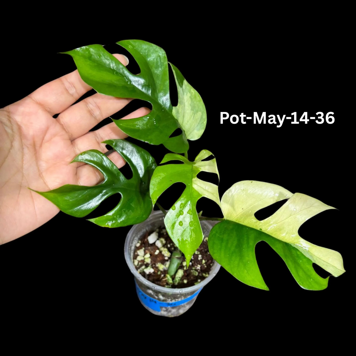 Rare Variegated Rhaphidophora Tetrasperma in a Nursery Pot - Rare Collector Houseplant - Mini Monstera - Beginners Plant - Exact Same Plant