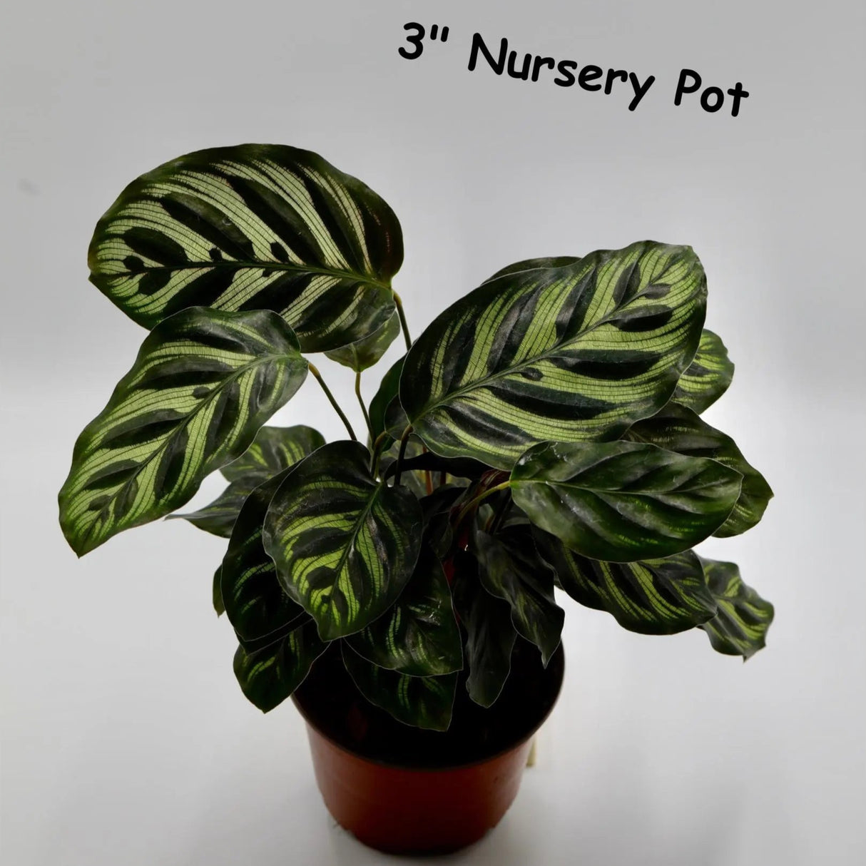 Live Calathea Makoyana in Grow Pot - Peacock Calathea - Air Purifier Houseplant - Low light Indoor Plants - Office Plants