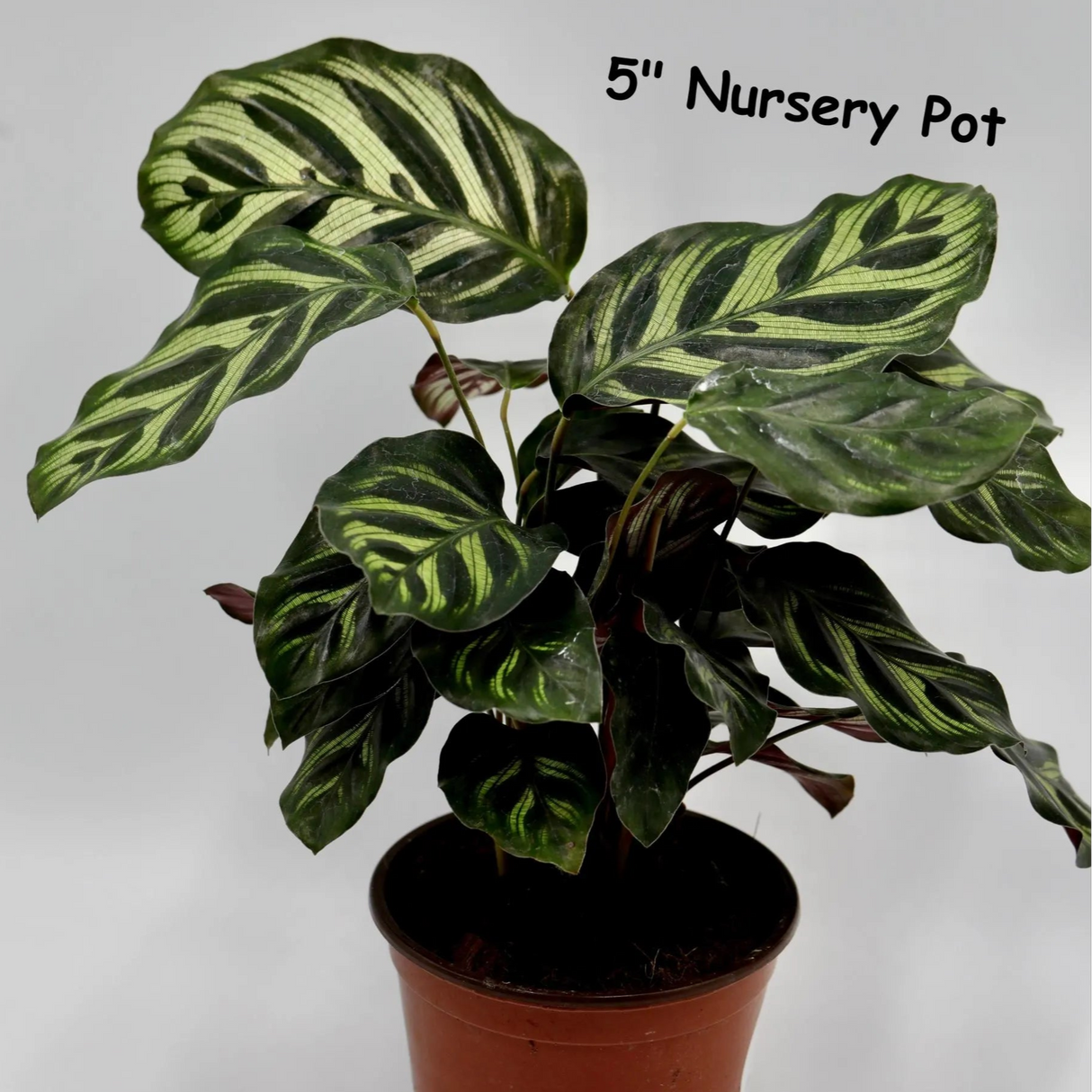 Live Calathea Makoyana in Grow Pot - Peacock Calathea - Air Purifier Houseplant - Low light Indoor Plants - Office Plants