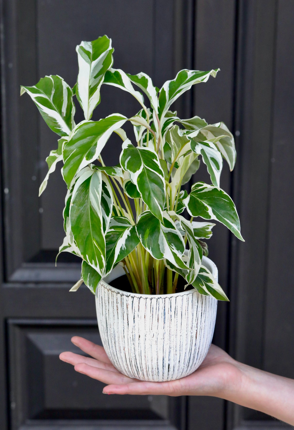 Calathea Fusion White in a 4" Nursery Pot