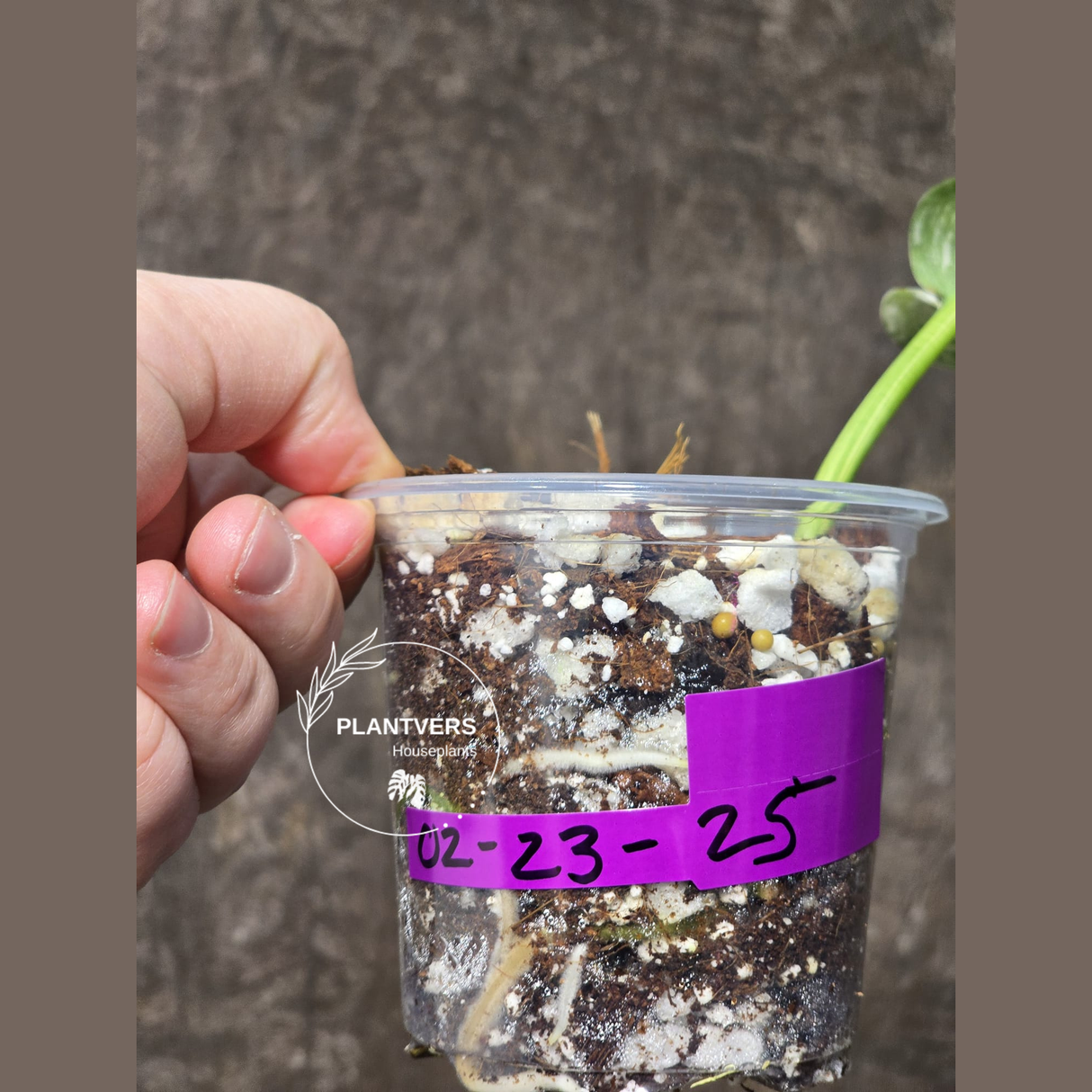 Scindapsus Jade Satin Variegated Plant - Rare Tropical - EXACT Plant - US Seller