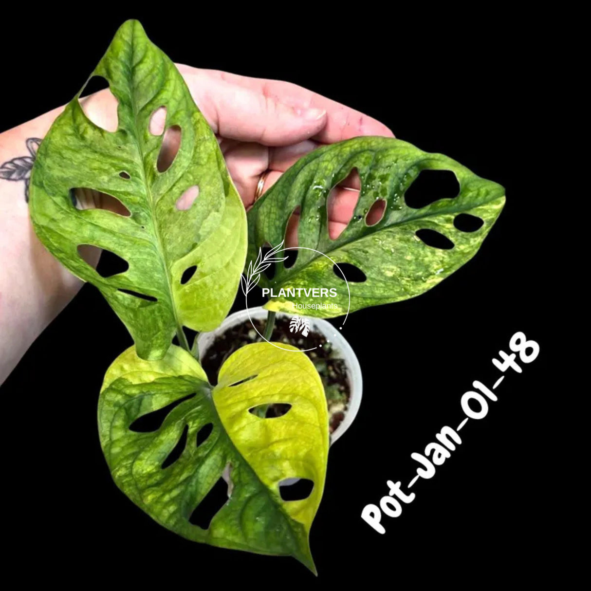 Variegated Monstera Adansonii Albo Plant Live - Rare Swiss Cheese EXACT Same Plant - Half-Moon Leaf - US Seller