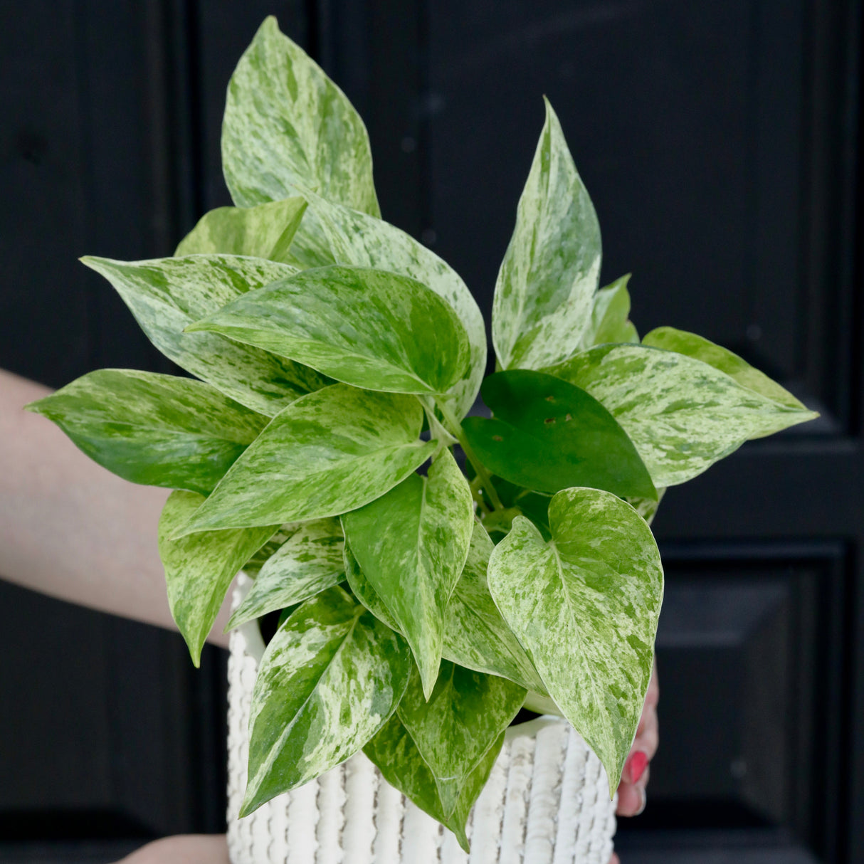 Marble Queen Pothos Plant in a 3" Nursery Pot- Indoor Vining Houseplants - Marble Pothos - Air Purifying Epipremnum - Low Light Indoor Plant