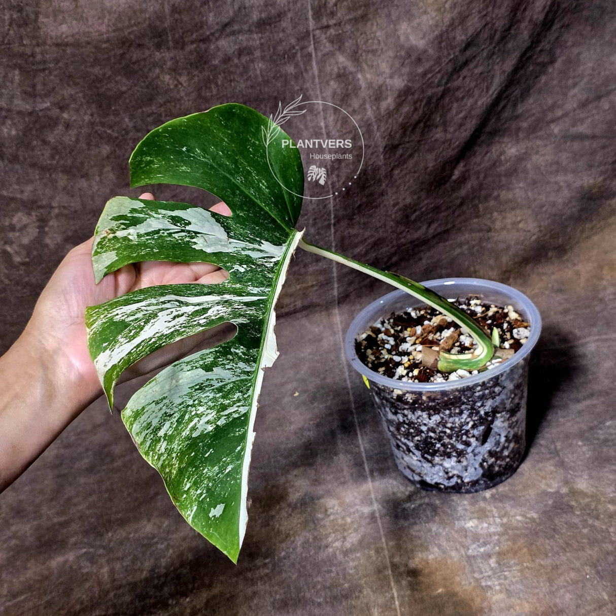 single leaf white monstera albo