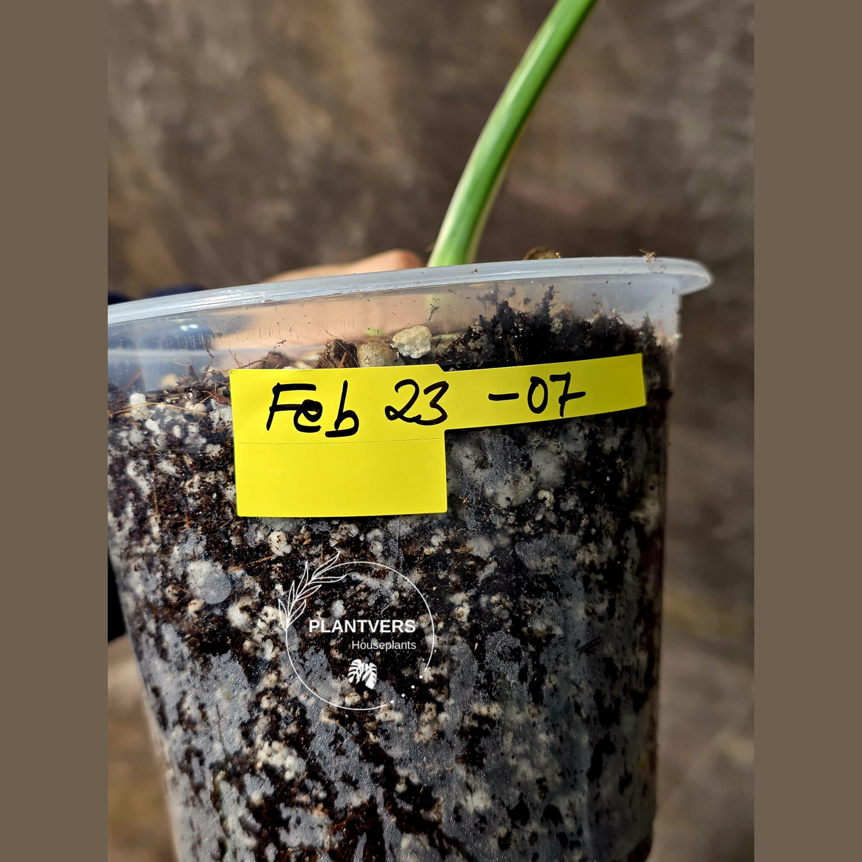 Rare Variegated Monstera Albo - White Albo Borsigiana Single Leaf Plant - EXACT Plant - US Seller