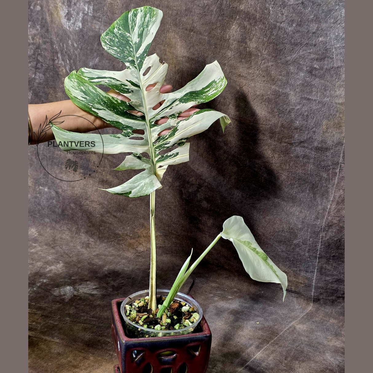 white monstera plant