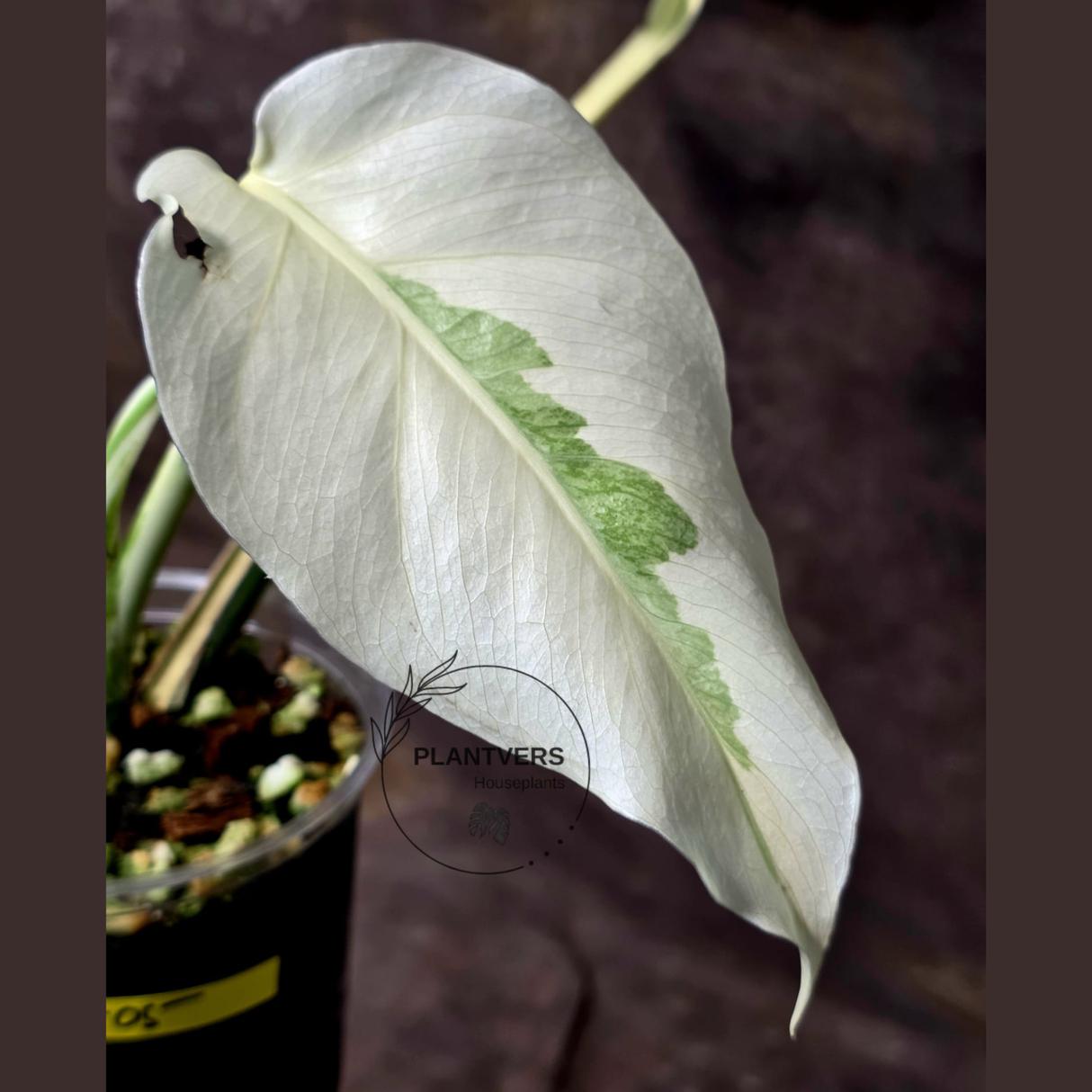 Rare Variegated Monstera Albo - White Albo Borsigiana EXACT Plant - US Seller