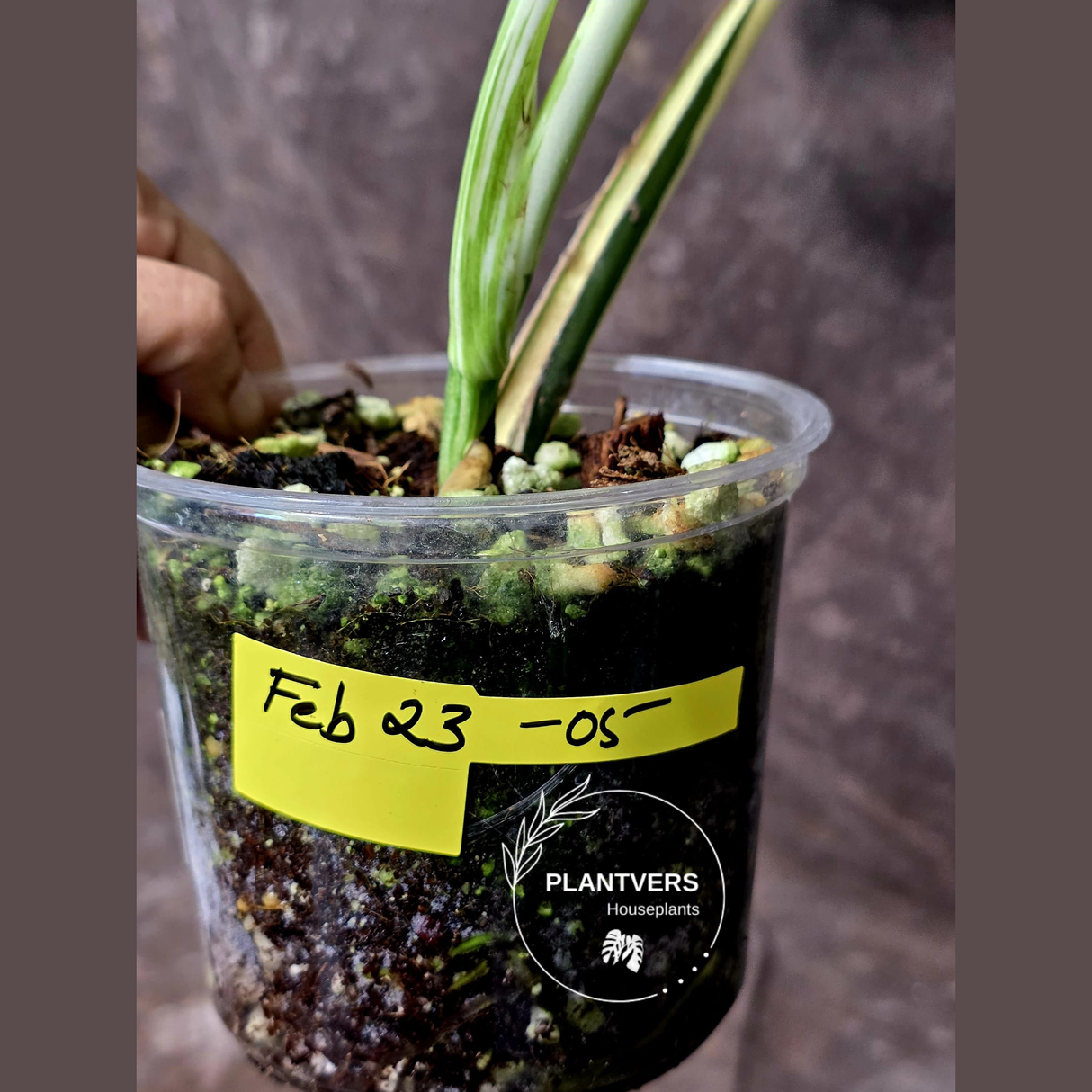 Rare Variegated Monstera Albo - White Albo Borsigiana EXACT Plant - US Seller