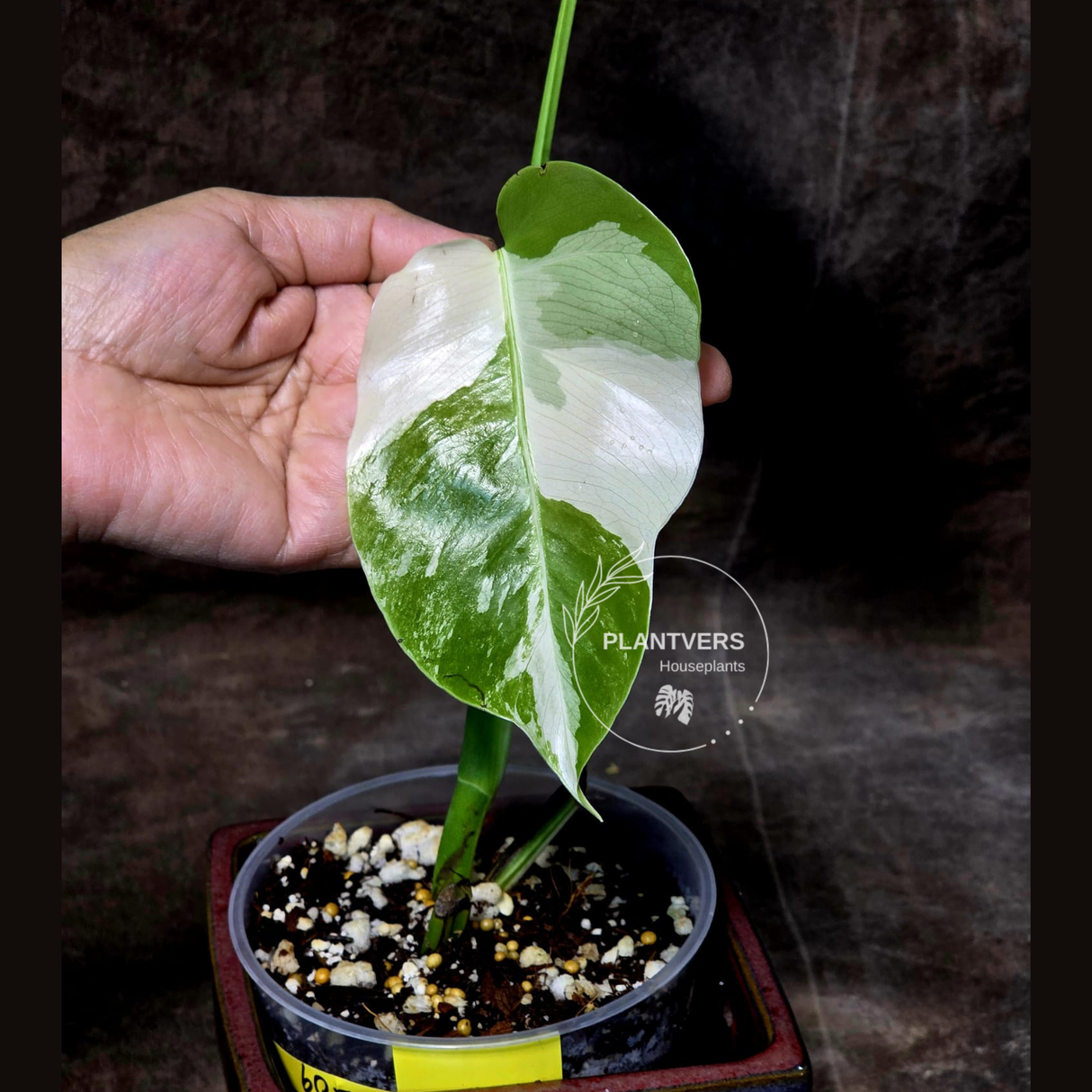 Variegated Monstera Albo EXACT Plant - Rare White Albo Baby Leaf EXACT Plant - US Seller