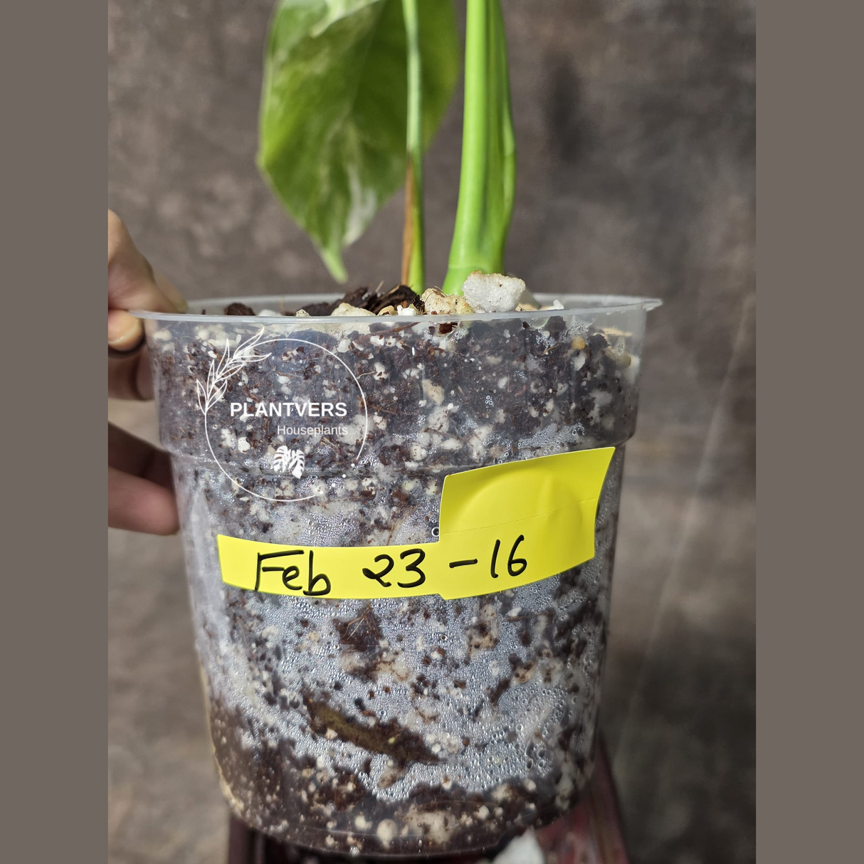 Variegated Monstera Albo EXACT Plant - Rare White Albo Baby Leaf EXACT Plant - US Seller