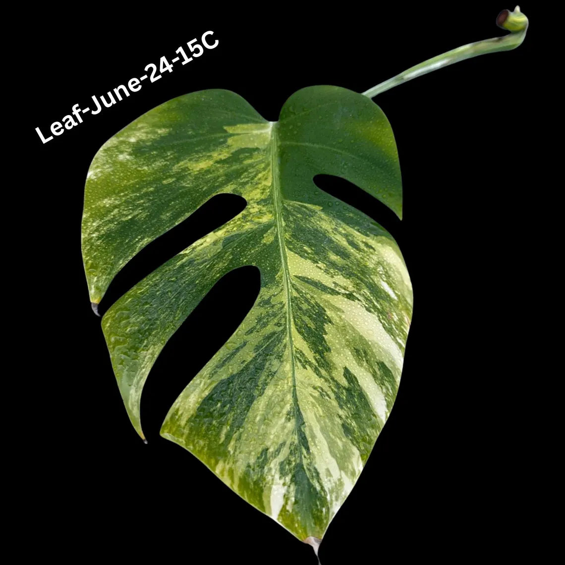 Monstera Borsigiana Aurea Variegated Cutting - Monstera Aurea Variegata - Monstera Marmota Cuts - Exact Same Cut - US Seller