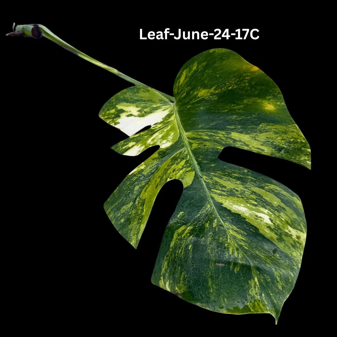 Monstera Borsigiana Aurea Variegated Cutting - Monstera Aurea Variegata - Monstera Marmota Cuts - Exact Same Cut - US Seller