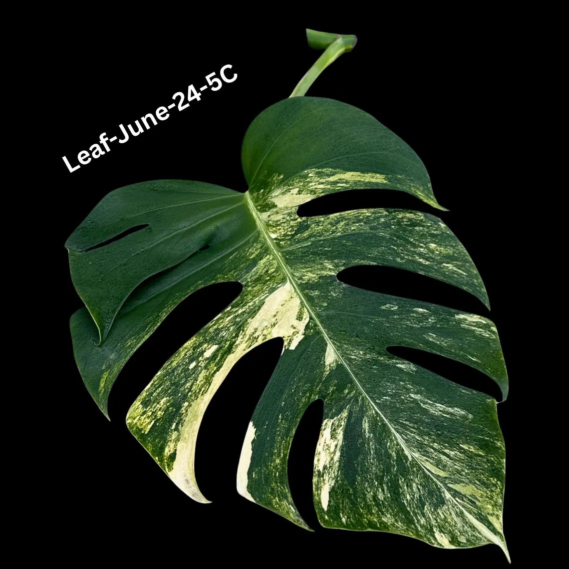 Monstera Borsigiana Aurea Variegated Cutting - Monstera Aurea Variegata - Monstera Marmota Cuts - Exact Same Cut - US Seller