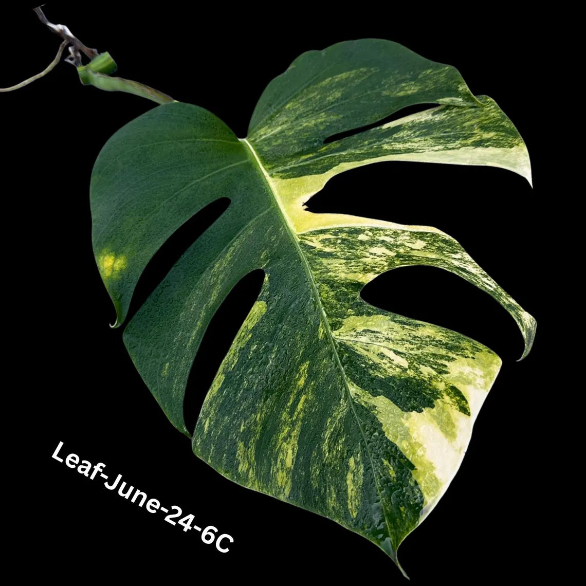 Monstera Borsigiana Aurea Variegated Cutting - Monstera Aurea Variegata - Monstera Marmota Cuts - Exact Same Cut - US Seller