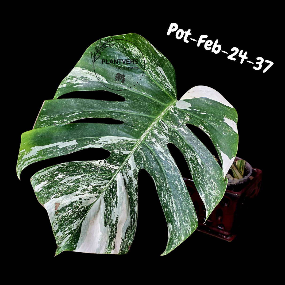 Rare Variegated Monstera Albo – Large Form White Monstera Borsigiana (Exact Plant)