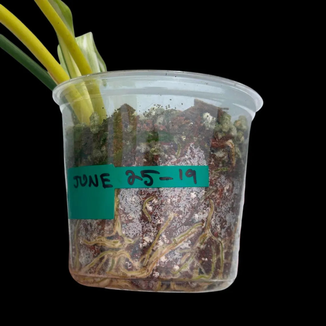 Philodendron Golden Dragon Variegated Established Plant in a Nursery Pot- Collector Rare Indoor Plants - Live Plant - SAME plant - US Seller