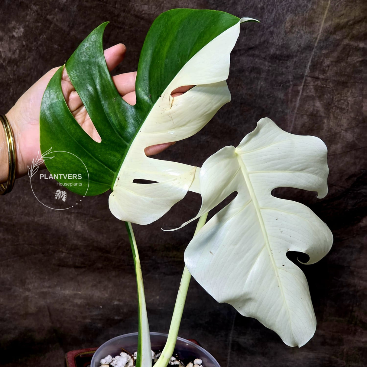 white monstera albo half moon