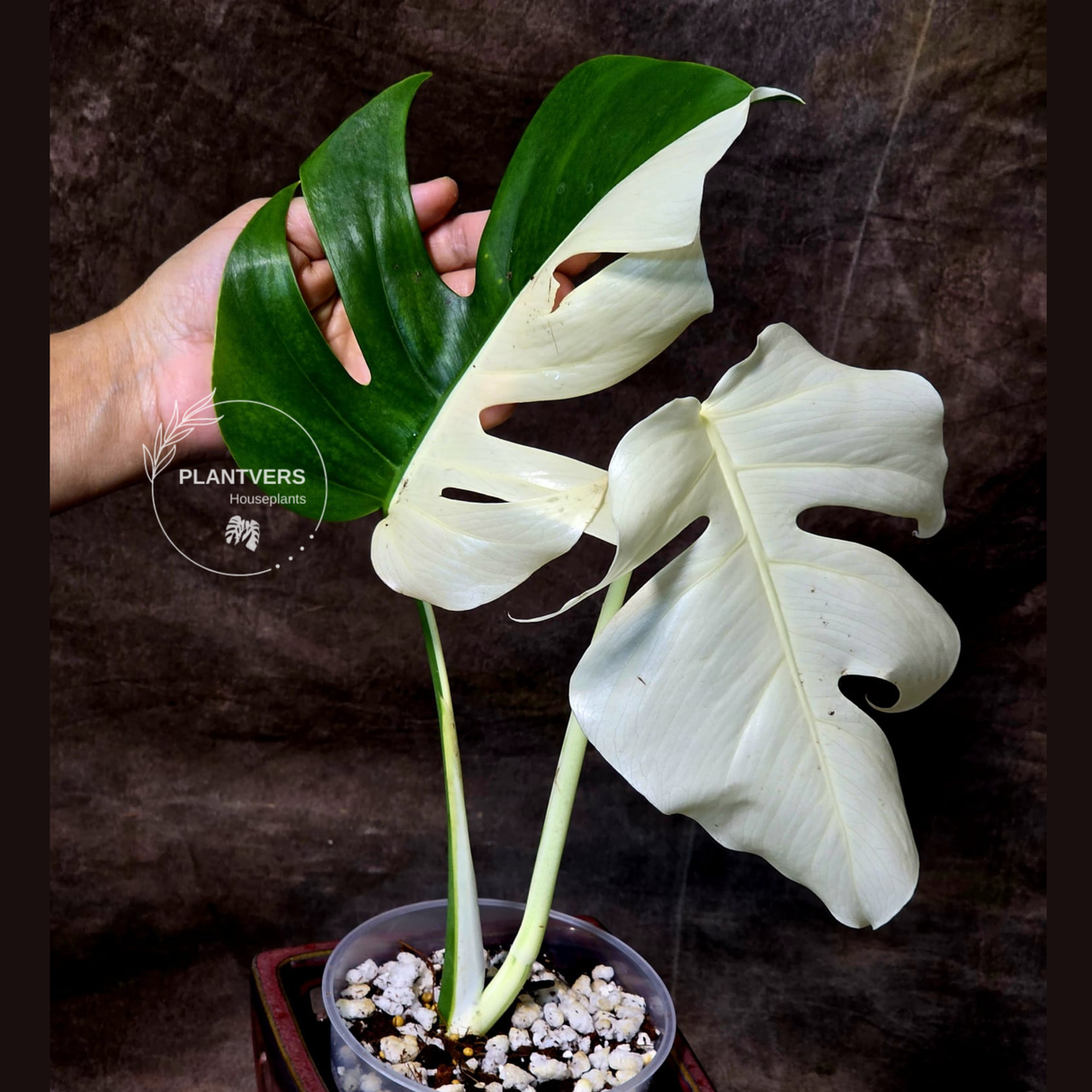 variegated monstera albo