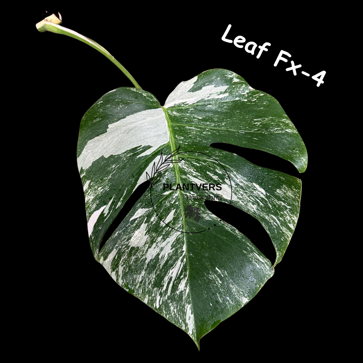 Albo Borsigiana Leaf
