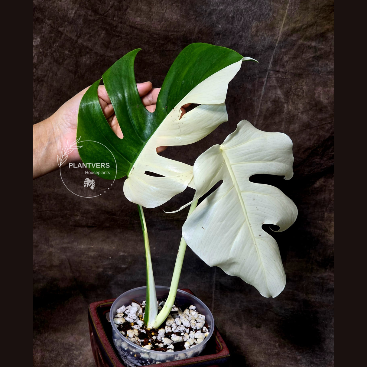 Rare Variegated Monstera Albo - White Albo Borsigiana Half-Moon Leaf Plant - EXACT Plant - US Seller