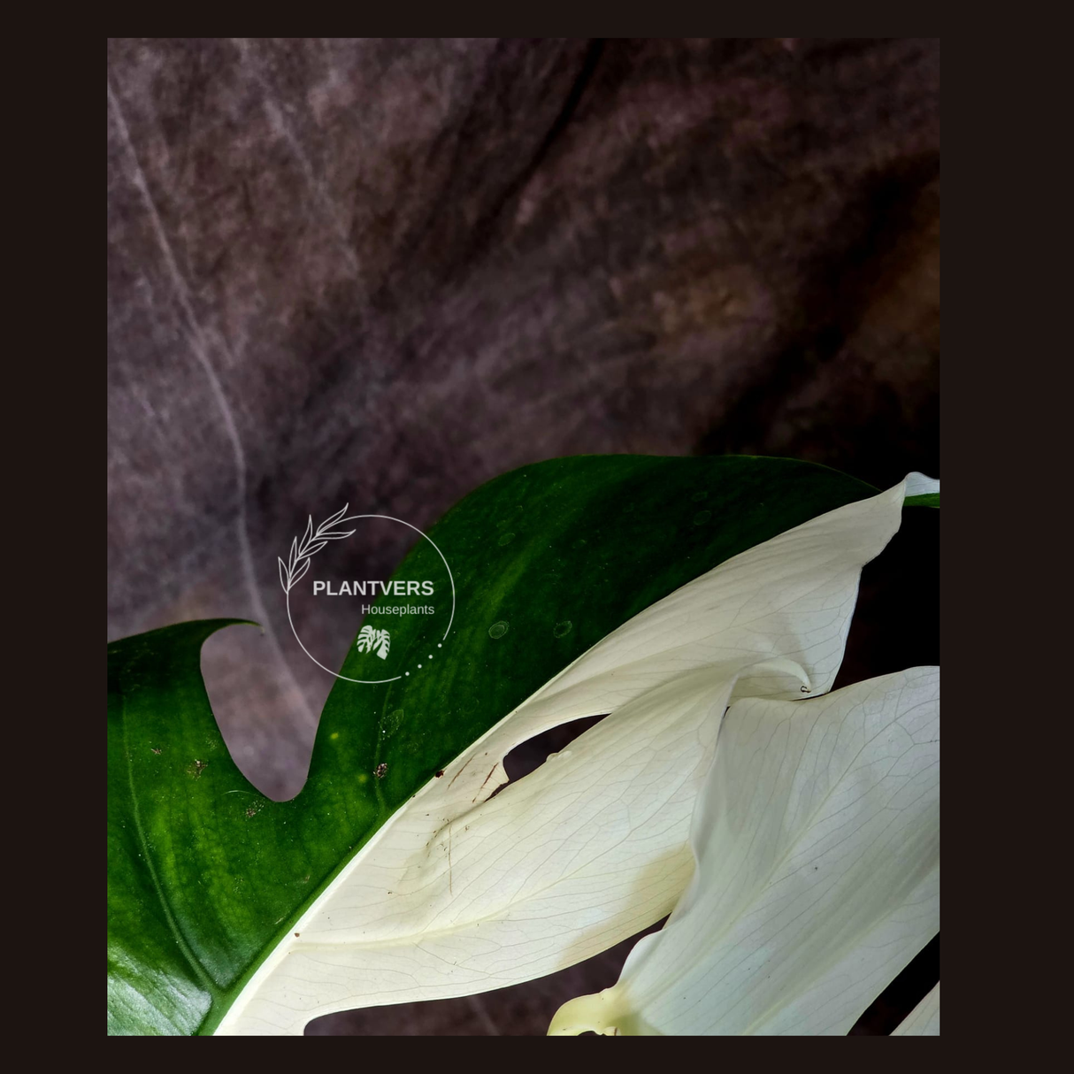 Rare Variegated Monstera Albo - White Albo Borsigiana Half-Moon Leaf Plant - EXACT Plant - US Seller